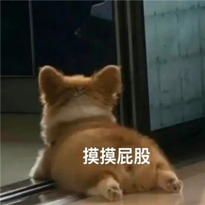 笑到窒息的表情包疯狂大笑 做姐姐的舔狗