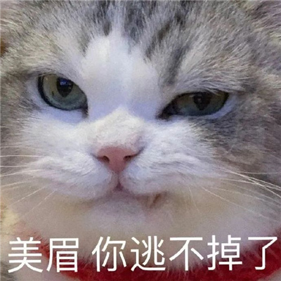 2024让你聊天不缺表情很快乐 美眉你逃不掉了