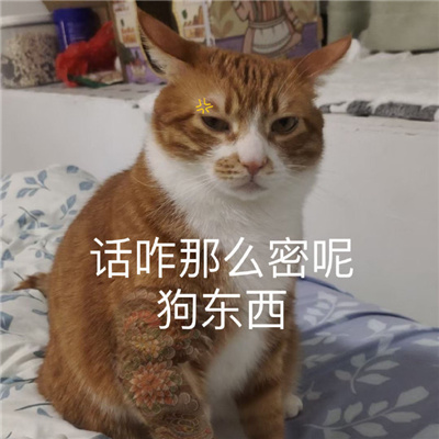 2024快乐聊天好用的表情 你讲话好冷漠