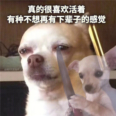 微信聊天表情可爱又超好笑 我确实没什么野心做梦都想发财