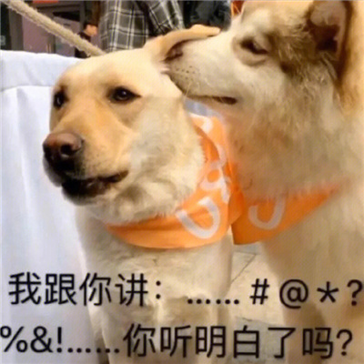 微信聊天表情可爱又超好笑 我确实没什么野心做梦都想发财