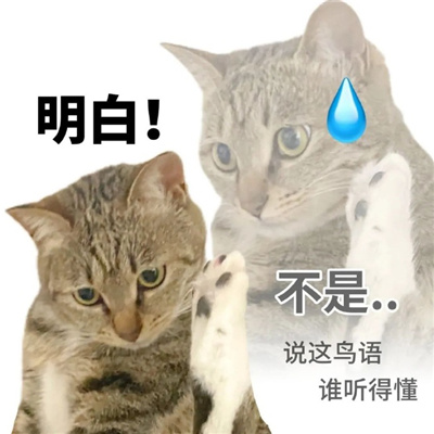 猫猫文字表情包张张可爱 很忙在给可乐吹气什么事