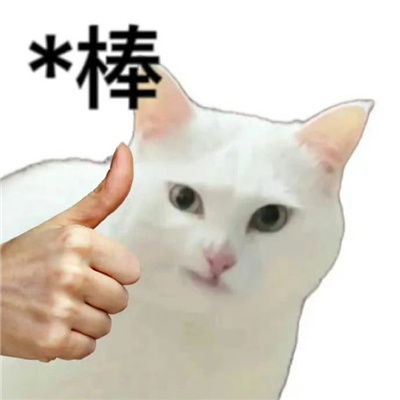 白底小猫表情可爱又搞怪 很好笑吗