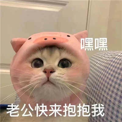 发给男朋友的可爱猫咪表情包 有点想你快说你也想我