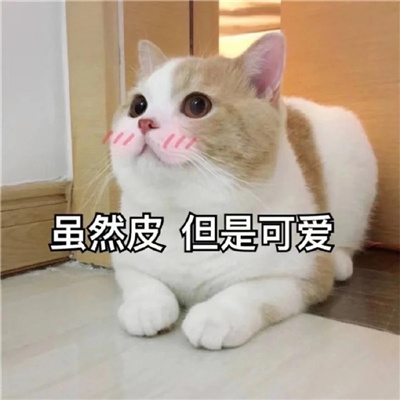 发给男朋友的可爱猫咪表情包 有点想你快说你也想我