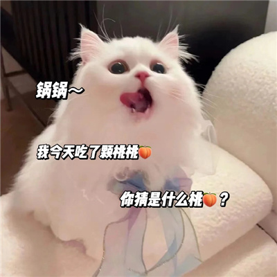 发给男朋友的可爱猫咪表情包 有点想你快说你也想我