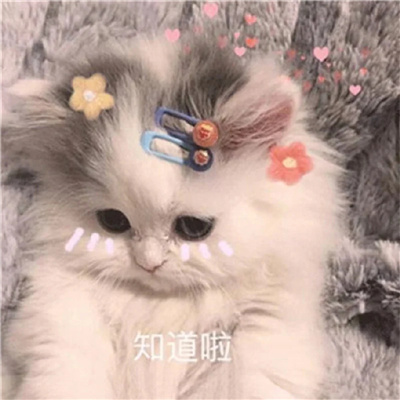 发给男朋友的可爱猫咪表情包 有点想你快说你也想我