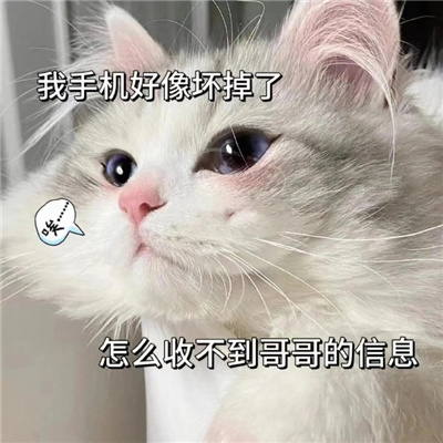 发给男朋友的可爱猫咪表情包 有点想你快说你也想我
