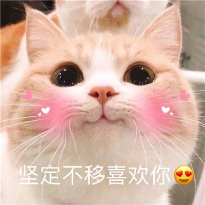 发给男朋友的可爱猫咪表情包 有点想你快说你也想我