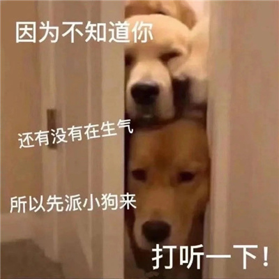 2024搞怪十分可爱的表情 谁是傻b我不说