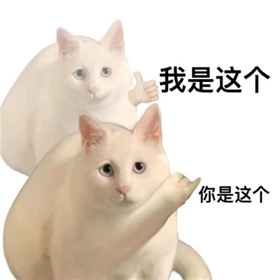 最新版猫咪有病表情大全 暴躁冷酷猫咪的好用表情合集