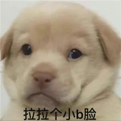 2024最新版有趣好玩万能表情 快乐多多很逗比的表情合集