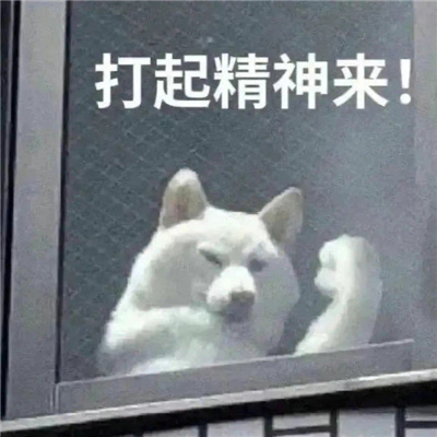 2024最新版有趣好玩万能表情 快乐多多很逗比的表情合集