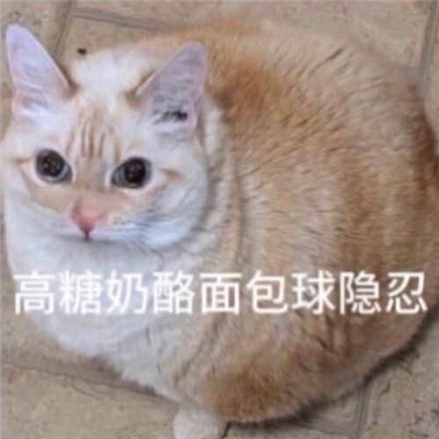 2024甜点小猫咪搞怪沙雕表情合集 无糖全麦面包尖叫