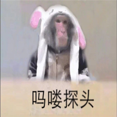 小动物探头表情最新合集 吗喽探头