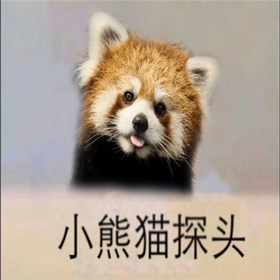 小动物探头表情最新合集 吗喽探头