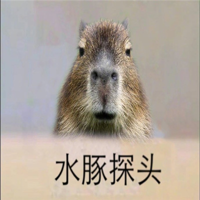 小动物探头表情最新合集 吗喽探头