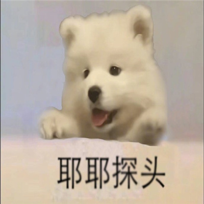 小动物探头表情最新合集 吗喽探头