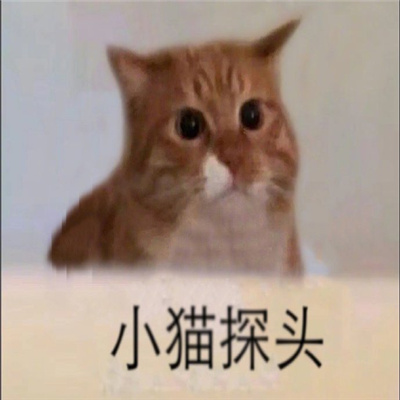 小动物探头表情最新合集 吗喽探头