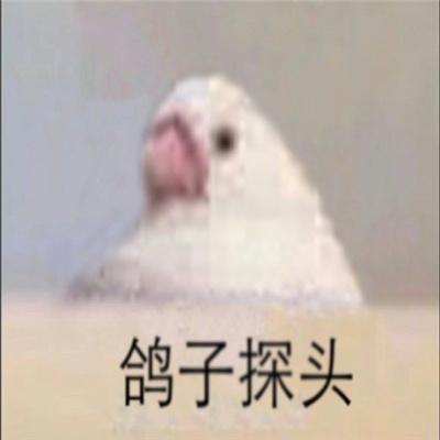 小动物探头表情最新合集 吗喽探头