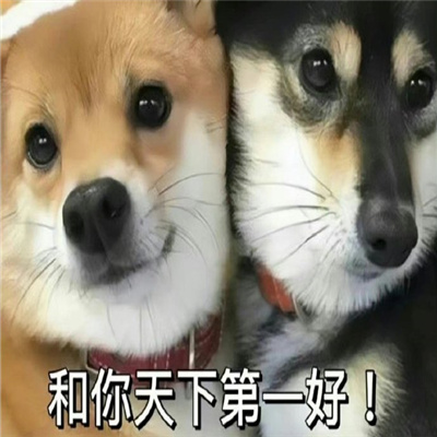 比较嗨的表情可爱感爆棚 我什么都不会因为我只是一只企鹅