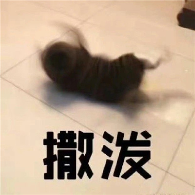 比较嗨的表情可爱感爆棚 我什么都不会因为我只是一只企鹅