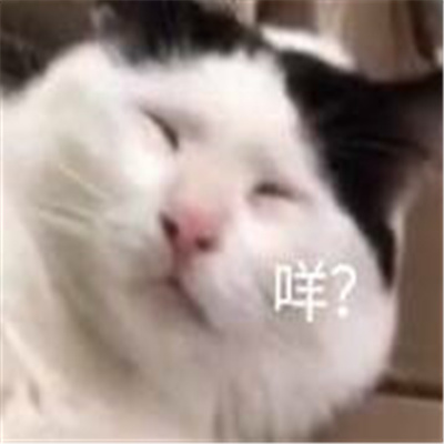 猫咪表情最新版合集 猫猫拿捏我的精神状态
