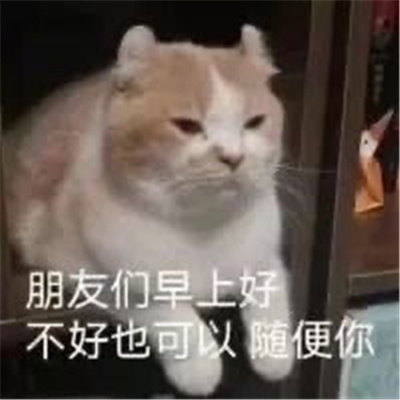 猫咪表情最新版合集 猫猫拿捏我的精神状态