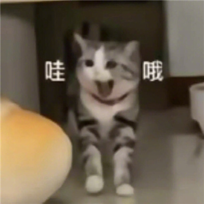 猫咪表情最新版合集 猫猫拿捏我的精神状态