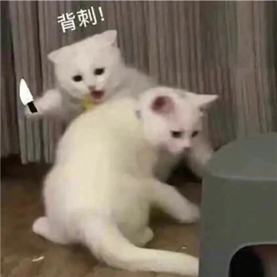 猫咪表情最新版合集 猫猫拿捏我的精神状态