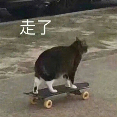 猫咪表情最新版合集 猫猫拿捏我的精神状态