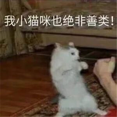 猫咪表情最新版合集 猫猫拿捏我的精神状态