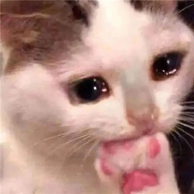 2024哭泣猫猫表情无水印合集 委屈流泪的猫咪表情合集