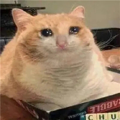 2024哭泣猫猫表情无水印合集 委屈流泪的猫咪表情合集