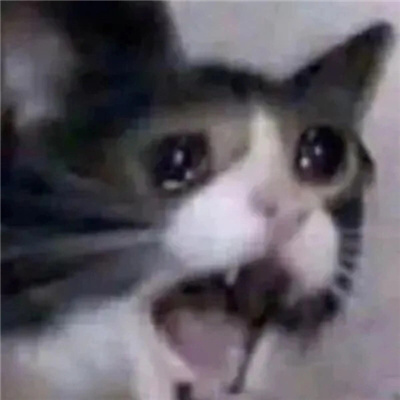 2024哭泣猫猫表情无水印合集 委屈流泪的猫咪表情合集