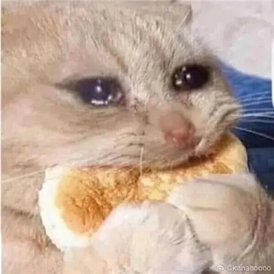 2024哭泣猫猫表情无水印合集 委屈流泪的猫咪表情合集