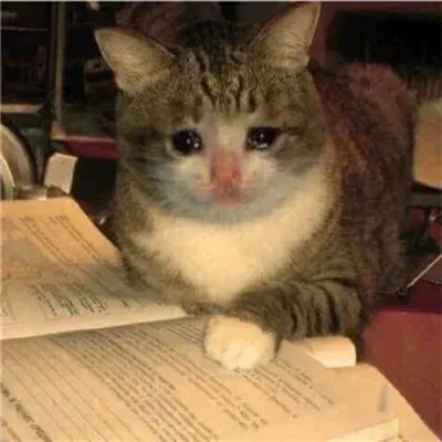 2024哭泣猫猫表情无水印合集 委屈流泪的猫咪表情合集