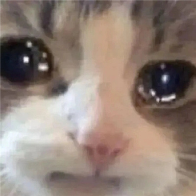 2024哭泣猫猫表情无水印合集 委屈流泪的猫咪表情合集