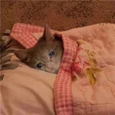 2024哭泣猫猫表情无水印合集 委屈流泪的猫咪表情合集