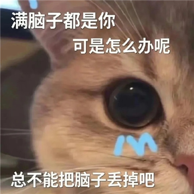 恋爱综合微信实用表情包 好可爱好喜欢的表情合集