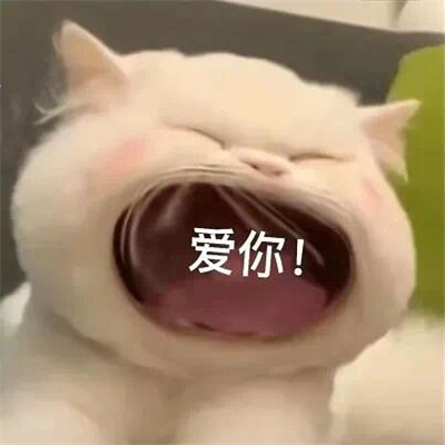 2024趣味大嘴猫表情合集 我不管我就要