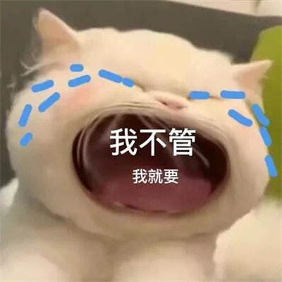 2024趣味大嘴猫表情合集 我不管我就要