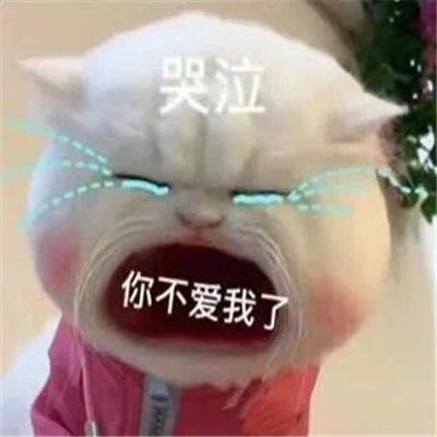 2024趣味大嘴猫表情合集 我不管我就要