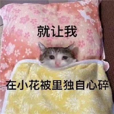 2024冷酷凶狠小猫表情大全 没事不要惹猫猫反手一个表情包