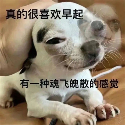 自用发疯有病的表情包 耗子的命也是命