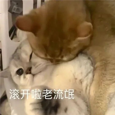 怼人必备的表情大全 内向只敢用表情包怼人