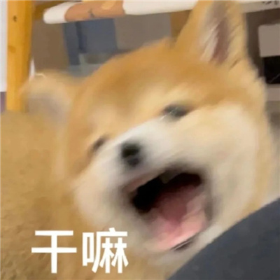 超爱用系列的宝藏表情合集 来啦来啦是表情包哦