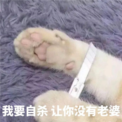 超有笑点的表情很特别 2024新版独特表情合集