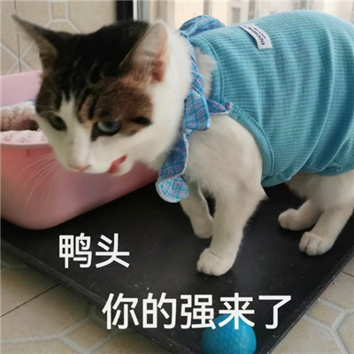 2024表情超级好玩又开心 据我所知我一无所知