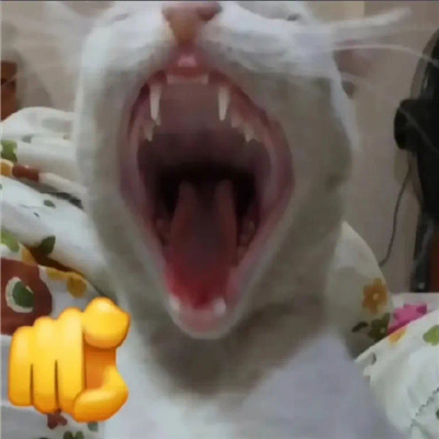 丑猫爆笑嘲讽表情包 好笑又好用的特色表情2024新版合集